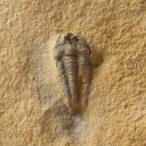Trilobite