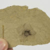 Florissantia quilchenesis - Image 2