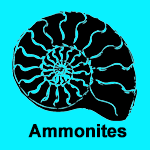 Ammonites