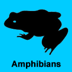 Amphibians