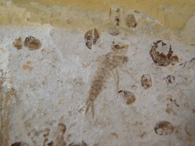 Ephemeropsis sp.
