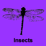 Insects