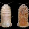 Marine Isopod &#8211; Unusuropode castroi, The Natural Canvas