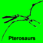 Pterosaurs