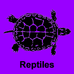 Reptiles