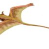 Sharovipteryx mirabilis  (Cast), The Natural Canvas