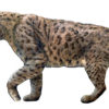 Smilodon populator - Image 2