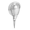 Horseshoe crab / Eurypterid ancestor, The Natural Canvas