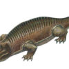 Permian Labyrinthodont claw, The Natural Canvas
