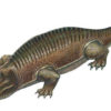 Permian Labyrinthodont claw - Image 2