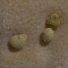 Oligocene Hackberry Seeds, The Natural Canvas