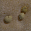 Oligocene Hackberry Seeds - Image 2