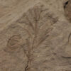 Swamp Cypress - Glyptostrobus sp. - Image 2