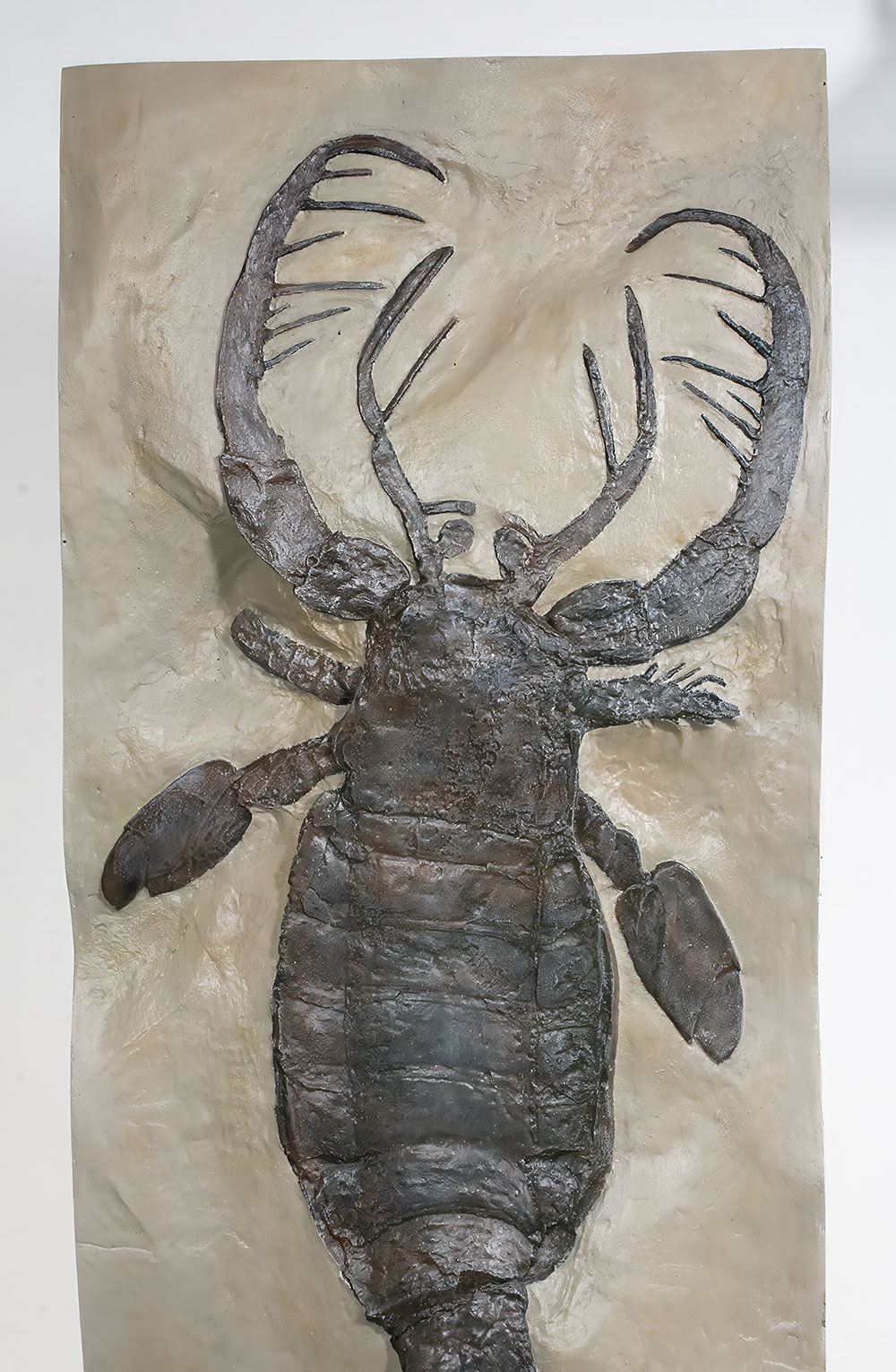 Huge Eurypterid Cast - Mixopterus kiaeri - Image 2