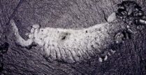 F5144 Opabinia