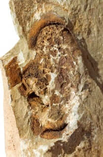 Cambrian Carpoid - Trochocystites