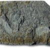 Cambrian Aglaspidid &#8211; Australaglaspis, The Natural Canvas