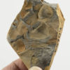 Plumsteadia ampla - Image 2