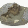 Stromatocystites pentangularis - Image 2