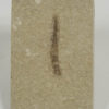 Cretaceous Carnivorous Marine Worm - Image 2