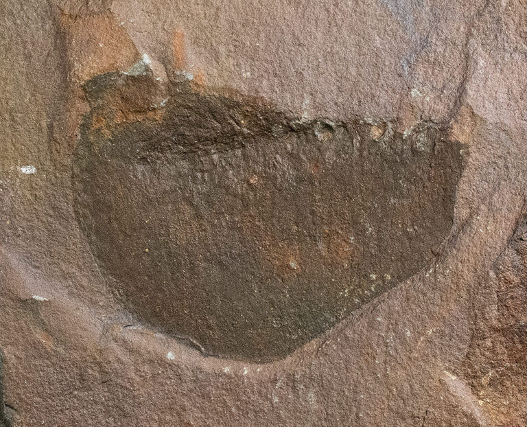 Burgess Shale Phyllocarid &#8211; Tuzoia, The Natural Canvas