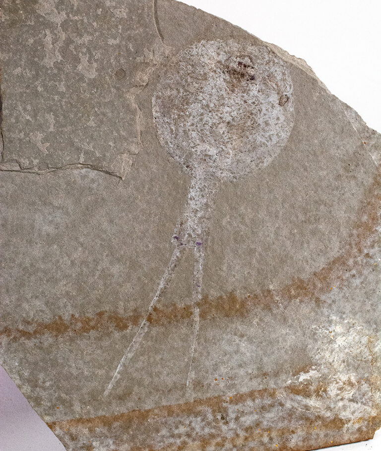 Tadpole Shrimp from the Cretaceous &#8211; Weichangops triangularis, The Natural Canvas