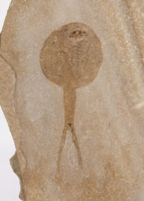 Tadolpe Shrimp - Weichangiops triangularis