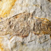 Cretaceous crayfish &#8211; Cricoidoscelosus aethus, The Natural Canvas