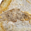 Cretaceous crayfish &#8211; Cricoidoscelosus aethus, The Natural Canvas