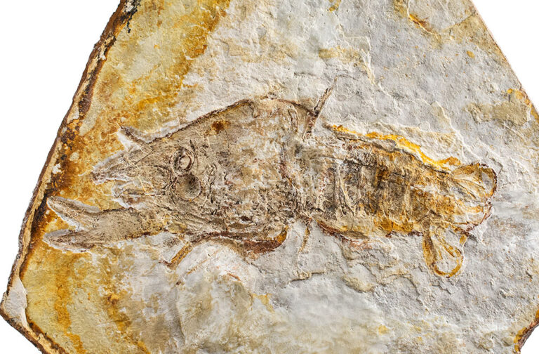 Cretaceous crayfish &#8211; Cricoidoscelosus aethus, The Natural Canvas
