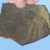 Oryctocephalus burgessensis and Vauxia gracilenta - Image 2