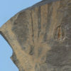 Oryctocephalus burgessensis and Vauxia gracilenta - Image 3