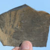 Oryctocephalus burgessensis and Vauxia gracilenta - Image 4