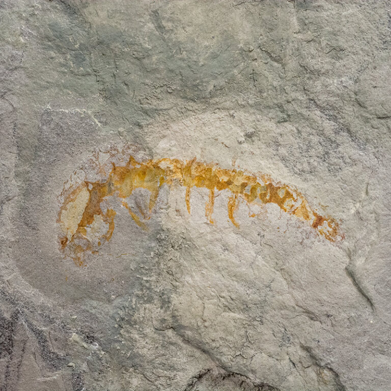 Hallucigenia sp.