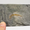Hallucigenia sp. - Image 2