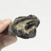 Eocene mammal molar &#8211; Coryphodon, The Natural Canvas