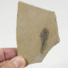 Fossil Tadpole &#8212; Rana basaltica, The Natural Canvas