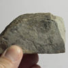 Precambrian triradiate animal - Anfesta - Image 3