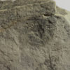 Precambrian triradiate animal - Anfesta - Image 2