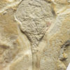 Horseshoe Crab - Limulidae - Image 2