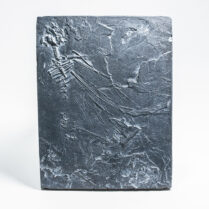 Icarosaurus siefkeri CAST