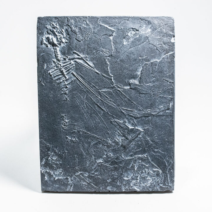 Icarosaurus siefkeri CAST