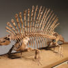Permian Pelycosaur &#8211; Edaphosaurus, The Natural Canvas