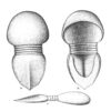 Nektaspid (Naroiid) arthropod - Tariccoia - Image 2