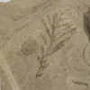 Swamp Cypress - Glyptostrobus sp. - Image 3