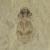 Eocene beetle with eyes and color pattern, The Natural Canvas
