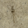 Chironomus sp. (Midge), The Natural Canvas