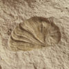 Gastropod Operculum, The Natural Canvas