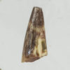 Triassic archosaur - Rutiodon - Image 2