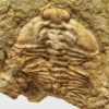 Nevada Trilobite &#8211; Nephrolenellus geniculatus, The Natural Canvas